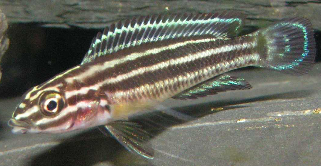 JULIDOCHROMIS REGANI